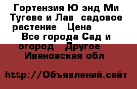 Гортензия Ю энд Ми Тугеве и Лав, садовое растение › Цена ­ 550 - Все города Сад и огород » Другое   . Ивановская обл.